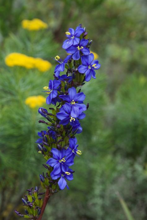 Aristea capitata - fynbos South African Wild Flowers, African Indigenous, Special Plants, African Plants, Plant Identification, Floral Inspiration, Landscaping Plants, South African, Trees To Plant