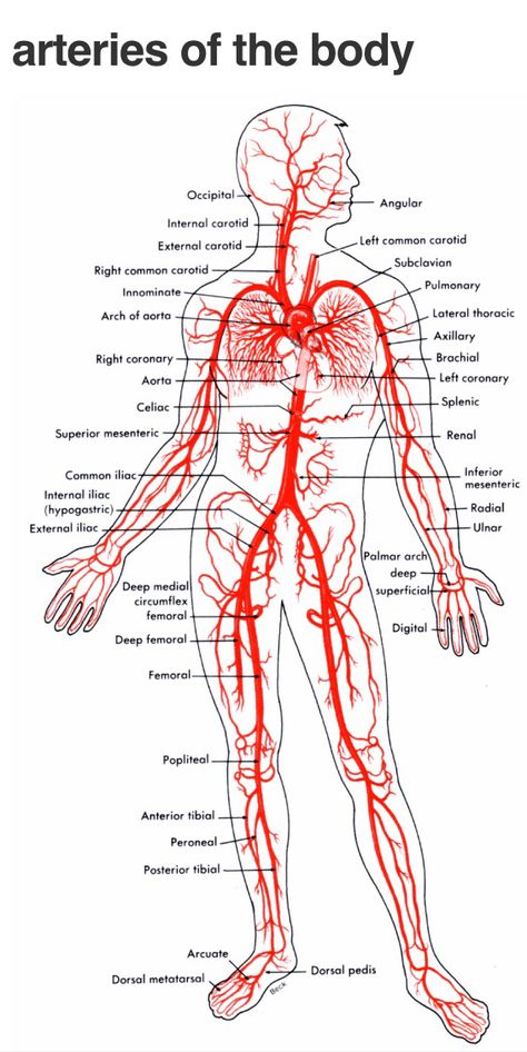 Arteries Sistem Saraf, Human Body Anatomy, Medical School Studying, Human Anatomy And Physiology, Medical Terminology, Medical Health, Medical Anatomy, Medical Studies, Circulatory System