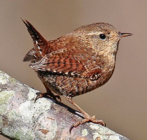 Birds Beautiful, Backyard Birds, Bird Pictures, Pretty Birds, Bird Photo, Watercolor Bird, Woodland Creatures, Bird Garden, Little Birds