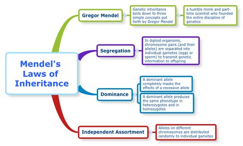 Mendels Law Of Inheritance, Mendel Law Of Inheritance, Gregor Mendel Genetics, Genetic Inheritance, Gregor Mendel, Law Notes, Biology Facts, Ap Biology, Cell Biology