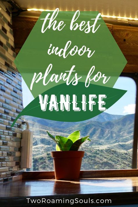 Want to know what the best plants for campervans are?  You might be interested in sprucing up your home on wheels with a little life, but you’re not sure which plants can survive life on the road.  Having plants in your van can make it feel more like a home and provide some living decor.  But another huge benefit of plants is improving indoor air quality. #campervan #plants #vanlife #airquality Plants In Camper, Van Life Plants, Van Plants, Vanlife Tips, Campervan Build, Campervan Inspiration, Van Life Essentials, Campervan Travel, Van Life Hacks