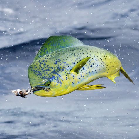 Mahi Fish, Fauna Marina, Salt Water Fishing, Salt Water Fish, Offshore Fishing, Deep Sea Fishing, Sport Fishing, Mahi Mahi, Red Fish