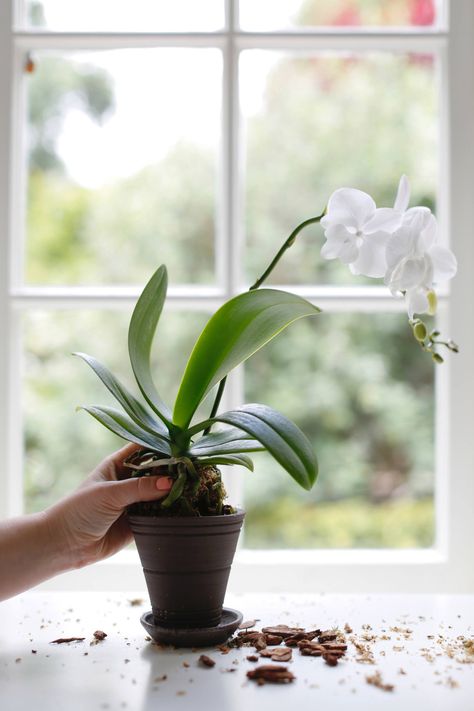 How to Repot an Orchid Step by Step (Without Killing It) Repotting Orchids, Indoor Orchids, Orchid Plant Care, Growing Orchids, Orchids Garden, Inside Plants, The Orchid, Flower Gardening, Orchid Care