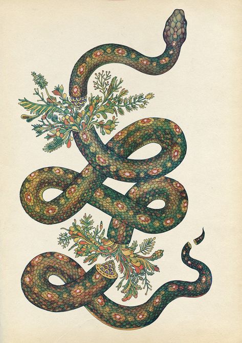 Tattoo Snake, 16 Tattoo, Katie Scott, Snake Illustration, Serpent Tattoo, Snake Drawing, K Tattoo, Moody Art, Snake Art