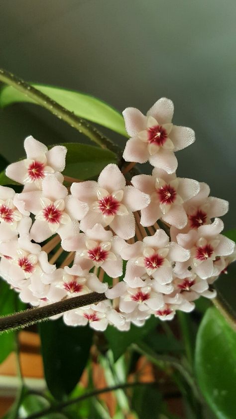 Hoya Bella, Hoya Plant, Mushroom Plant, Strange Flowers, Plant Fungus, Nothing But Flowers, Flower Therapy, Rare Flowers, Pretty Plants