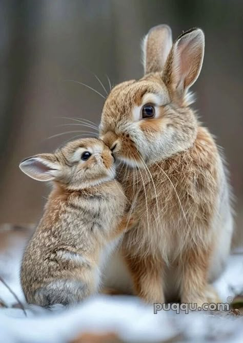 Bunnies Photography, Mom And Baby Animals, Animals Cuddling, Mother And Baby Animals, Adorable Baby Animals, Cute Rabbits, Baby Rabbit, 10 Interesting Facts, Animal Reference