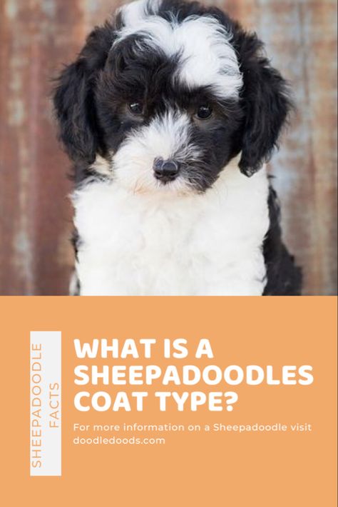 Does a Sheepadoodle have straight hair or wavy hair? We go into depth of the different coat types with a Sheepadoodle. #sheepadoodle #sheepadoodlefacts #sheepadoodlepuppies #doodledog #dogbreeds #doghair #dogcoats #doginformation #dogfacts #doglovers #dogcare Sheepadoodle Names, Old English Sheepdog Grooming, Old English Sheepdog Short Hair, Old English Sheep Dog Puppy, Coat Types, Sheepadoodle Puppy, Cuddly Teddy Bear, Dog Facts, Dog Care Tips