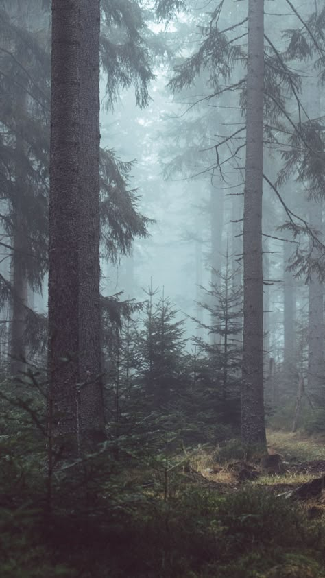 Misty Forest Wallpaper, Forest Wallpaper Iphone, Tree Wallpaper Iphone, Secret Forest, Linen Chest, Evergreen Forest, Foggy Forest, Whatsapp Wallpaper, Misty Forest