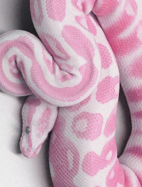 Pink Snake White Snake, Pink And White, Green, Pink, White