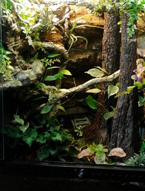 crested gecko vivaruim - Yahoo Image Search Results Crested Gecko Vivarium, Crested Gecko Habitat, Dart Frog Vivarium, Gecko Vivarium, Bioactive Vivarium, Gecko Habitat, Snake Terrarium, Frog Terrarium, Snake Enclosure