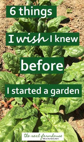 good advice when for when you're starting your first garden or just starting a new one. First Garden, نباتات منزلية, Starting A Garden, Veg Garden, Tomato Garden, Home Vegetable Garden, Flowers Garden, Veggie Garden, Growing Food