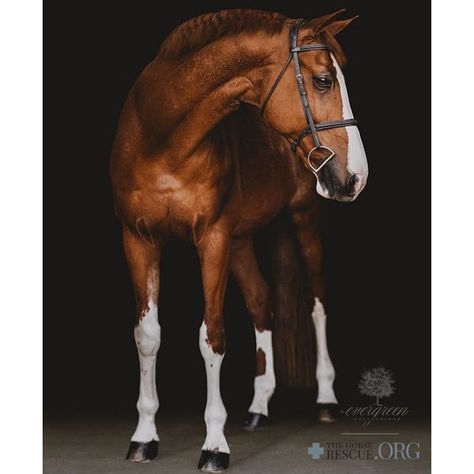 Belgian Warmblood, Warmblood Horses, Beautiful Horses Photography, Beautiful Arabian Horses, Most Beautiful Horses, Brown Horse, Horse Drawings, Horse Crazy, Horse Blankets