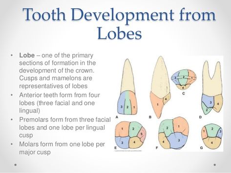 Teeth Morphology, Tooth Morphology, Dental Hygiene, Google Search, Collage, Pins, Quick Saves