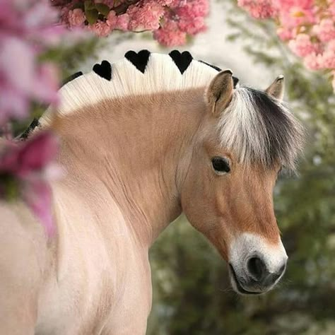 Fjord Horse, Cute Horse Pictures, Horse Mane, Beautiful Horse Pictures, Horse Inspiration, Funny Horses, Horse Wallpaper, Horse Aesthetic, Most Beautiful Horses