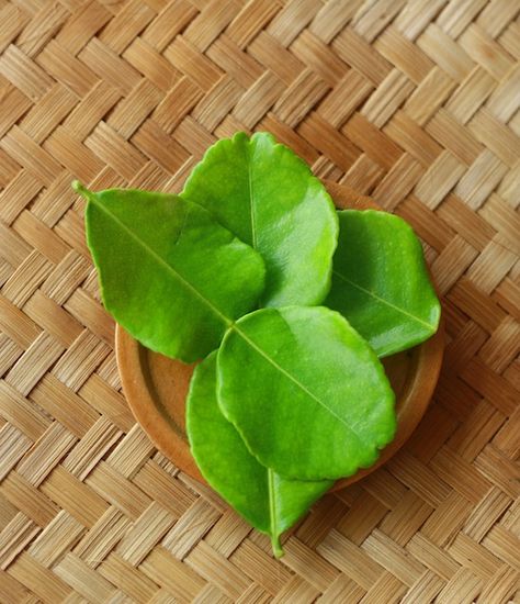 Citrusy-floral fragrant Kaffir Lime Leaves/daun jeruk. I want to grow this. It is used in Indonesia and other S.E. Asian cuisines. Not easy to find in Asian markets here. Lime Juice Margarita, Lime Cocktails, Thai Soup Recipes, Lime Margarita Recipe, Herbs Image, Flavored Margaritas, Lime Leaves, Asian Spices, Lime Margarita