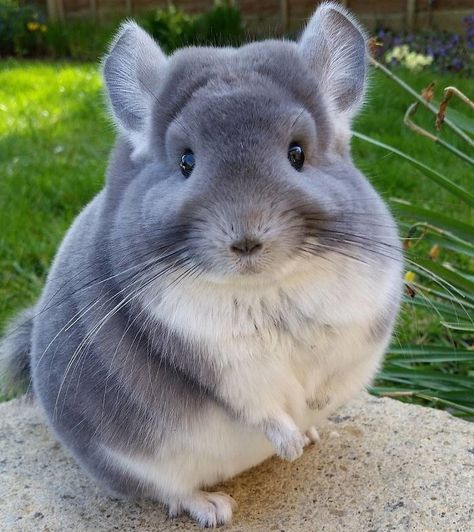 These Fluffy Chinchillas Are Perfectly Spherical - Cheezburger Chinchillas, White