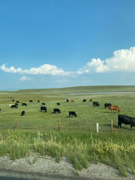 Farm With Cows, Cattle Field, Cow Ranch, Ranch Cows, Cows Aesthetic, Cow Field Aesthetic, Cow Landscape, Cows Landscape, Cow Field Painting