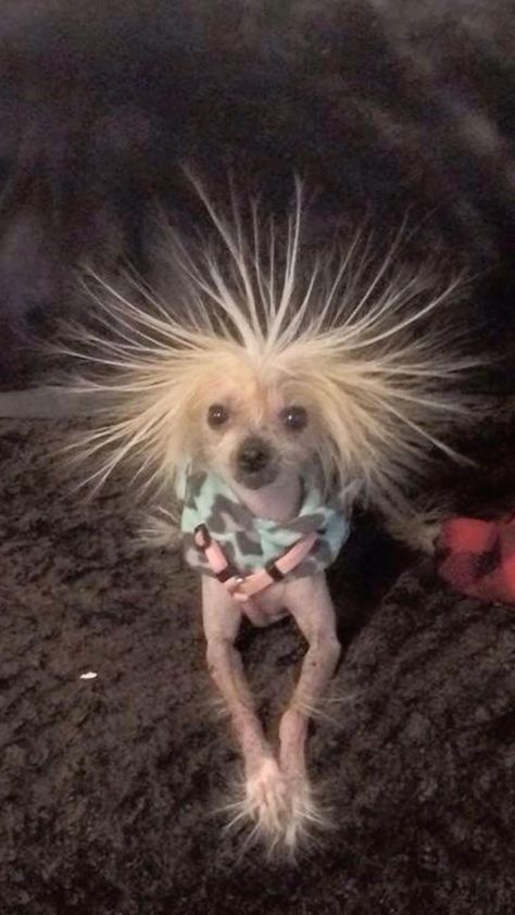 Chihuahua Haircut, Psy Chihuahua, Ugly Animals, Ugly Dogs, Hairless Dog, Chinese Crested Dog, Cute Animal Memes, Funny Animal Photos