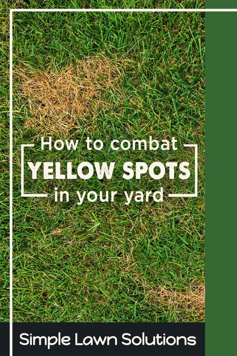 Summer Lawn Care, Centipede Grass, Fescue Lawn, Lawn Problems, Organic Lawn Care, Zoysia Grass, Spring Lawn Care, Lawn Care Schedule, Lawn Pests