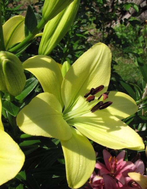 Lilium 'Courier' White Lilium, Green Lilies, Flower Core, Green Lily, Lilly Flower, Aesthetic Shop, White Lily, Favorite Flower, Flower Pictures