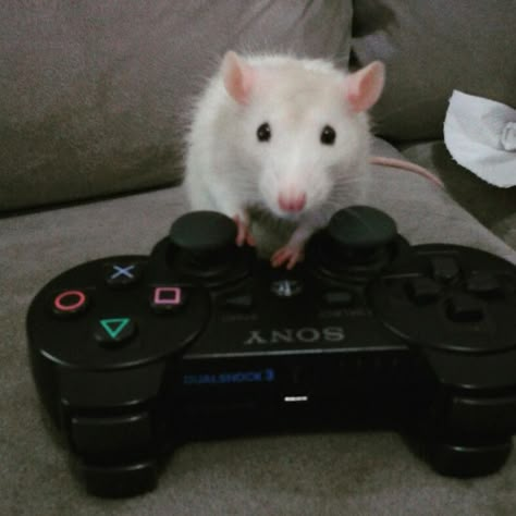 Cute Rat Aesthetic, Cute Animal Pfp, Funny Animal Pics, Rattus Rattus, Animal Pfp, Pet Aesthetic, Cute Animal Character, Fancy Rats, Dumbo Rat