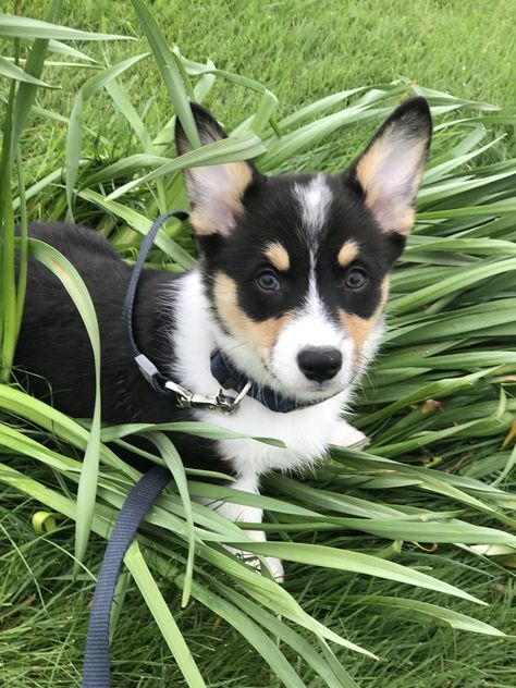 Seamus the tricolor Pembroke Welsh Corgi. Tricolor Pembroke Welsh Corgi, Corgi Tricolor, Pointed Ears, Pembroke Welsh Corgi, Welsh Corgi, Tri Color, Sheep, Stars