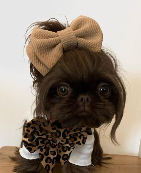 Female Shih Tzu Haircut, Long Haired Chihuahua Haircut, Shitzu Haircuts, Shih Tzu Haircut, Shitzu Dogs Haircuts, Shih Tzu Hair Styles, Dog Hair Dye, Dog Grooming Ideas, Imperial Shih Tzu