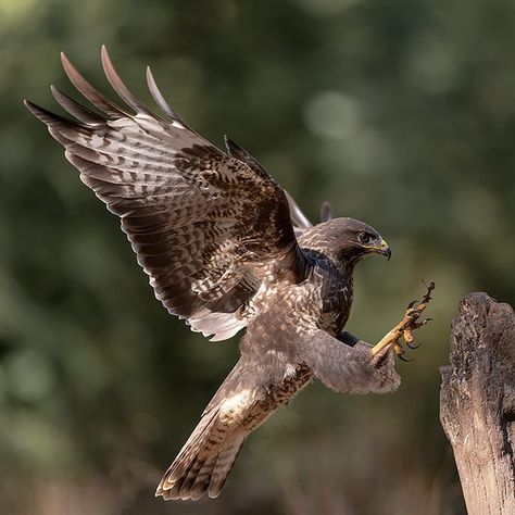 Henk Laverman Photography on Instagram: “Buizerd, Common Buzzard  Common_Buzzard  #elite_raptors #exclusive wildlife #exclusive_shots  #natuurfotografie #wildlifephotography…” Buzzard Tattoo, June Solstice, Common Buzzard, Bird Study, Spiritual Animal, British Birds, Buzzard, Spirit Guide, Animal References