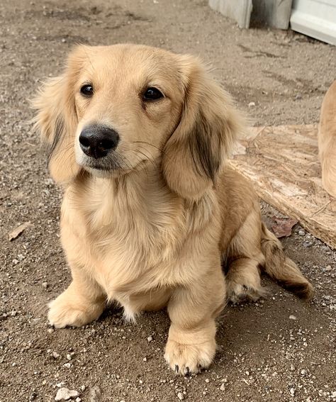 Fluffy Duchound, Golden Weenie Dog, Golden Dox Dog, Long Hair Golden Daschund, Merle Long Haired Dachshund, Long Hair Wiener Dog, Golden Dauchsands, Long Hair Duchound, English Cream Long Haired Dachshund