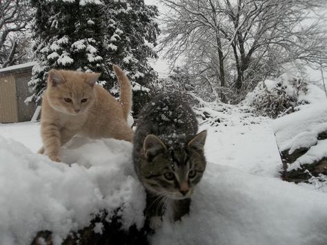 Cat Snow Aesthetic, Cats In Snow, Cat In Snow, Puppy Care Tips, Cat Snow, Snow Cat, Activities Outdoor, Charmmy Kitty, Winter Cat