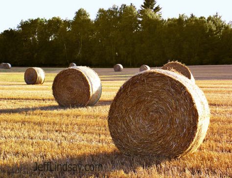 Hay harvest. Bailing Hay, Bail Of Hay, Hay Bail, Horse Hay, Everything Country, Hay Bales, Living Off The Land, Rustic Baby, Down On The Farm