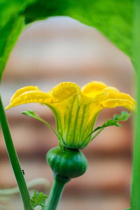 Growing Winter Squash, Pumpkin Blossoms, Dry Fruits Benefits, Winter Squash Varieties, Pumpkin Plant, Squash Flowers, Growing Squash, Pnw Garden, Pumpkin Character