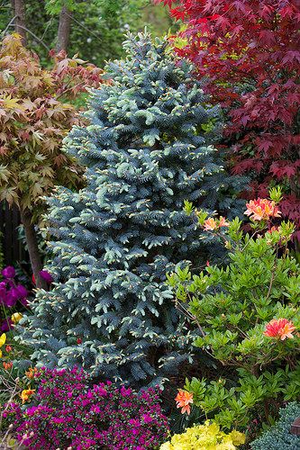 Picea pungens 'Thompson' with new spring foliage | Flickr - Photo Sharing! Blue Spruce Landscaping, Conifer Garden, Zen Backyard, Spring Foliage, Evergreen Landscape, Picea Pungens, Conifers Garden, Northwest Landscaping, Evergreen Garden