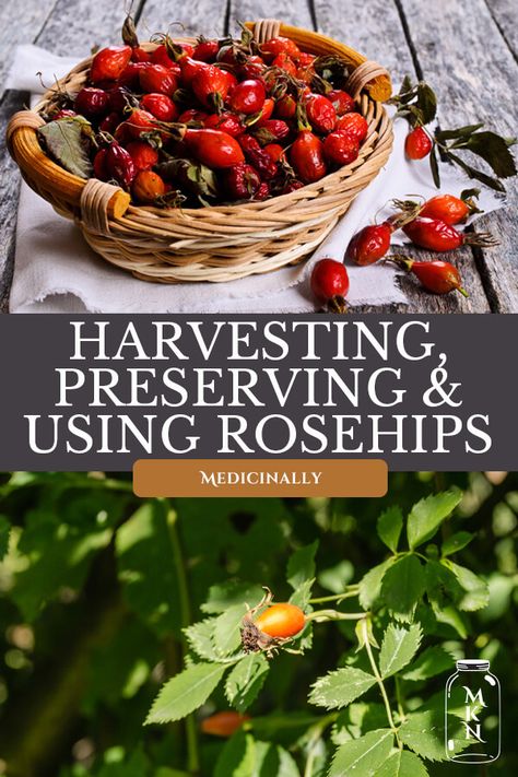 This post is filled with all things rosehips for natural medicinal purposes. Including rosehip benefits, why we should be growing our own rosehips, harvesting, preparing, drying, and using rosehips medicinally. Rose Hip Benefits, Rosehips Benefits, Rosehip Tea Benefits, Benefits Of Rosehips, Rosehip Witchcraft, Rosehips Witchcraft, Rosehip Benefits, Diy Rosehip Oil, Mountain Medicine