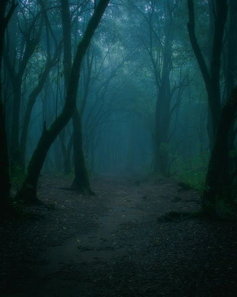 Dark Foggy Forest, Forest Clearing, Dense Forest, Forest Background, Foggy Forest, Night Forest, Blue Magic, Magic Forest, Close Encounters