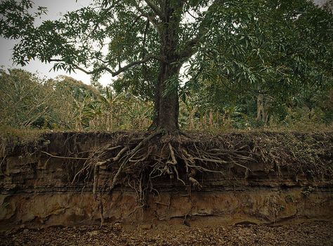 It's not often we get to see what's underground, so a lot of our conceptions of tree roots are wrong. Photographer Aaron Escobar says this tree's roots have been exposed like this for 20 years. Texture Photoshop, Ficus Microcarpa, Importance Of Water, Mango Tree, Two Trees, Root System, Tree Roots, Cross Section, Plant Roots