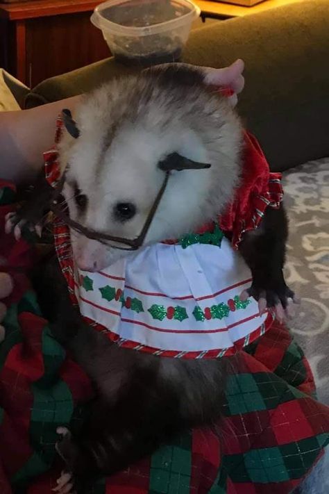 Opposum Aesthetic, Possum Inspired Outfit, Christmas Opposum, Opossum Pictures, Opossum Aesthetic, Cowboy Opossum, Christmas Possum, Opossum Christmas, Cowboy Possum