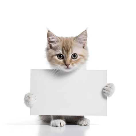 Photo a cat holding a sign that says | Premium Photo #Freepik #photo #cat #meow #kittens #white-cat Cat Holding Sign, Kittens White, Cat Logo Design, Holding A Sign, Photo Cat, Cat Png, Cat Meow, Cat Fashion, Cat Logo