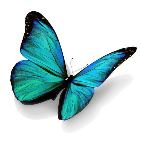 Turquoise butterfly, isolated on white background Fine Tattoo, Purple Butterfly Tattoo, Blue Butterfly Tattoo, 3d Butterfly Tattoo, Kristina Webb, Teal Butterfly, Morpho Butterfly, Butterfly Tattoos, Blue Morpho