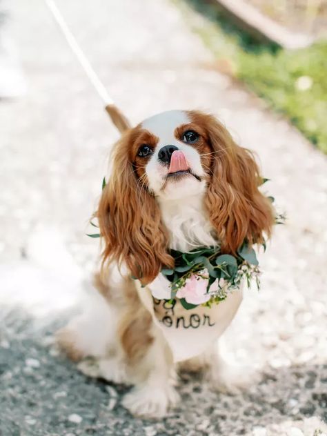 Cavalier Wedding, Flower Dog Wedding, Dog Of Honor, Dog Flower Girl, Savannah Gardens, Disney Love Stories, Botanical Gardens Wedding, Dog Lady, Wedding Pets