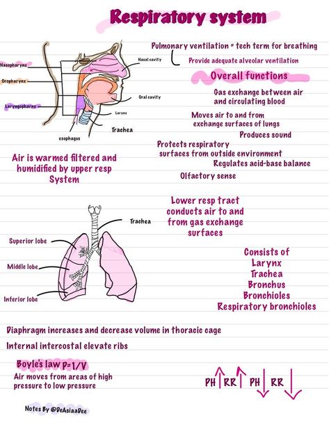 Respiratory System Anatomy & Physiology #NursingSchool #Anatomy #A&P #Nursing #GoodNotes #Ipadnotes #NursingStudents #RespiratorySystem #NursingStudent Respiratory System Physiology, Respiratory Gas Exchange, Gas Exchange Respiratory System, Respiratory System Anatomy Notes, Respiratory System Notes, Respiratory Therapy Notes, Respiratory System Anatomy, Respiratory Therapist Student, Human Respiratory System