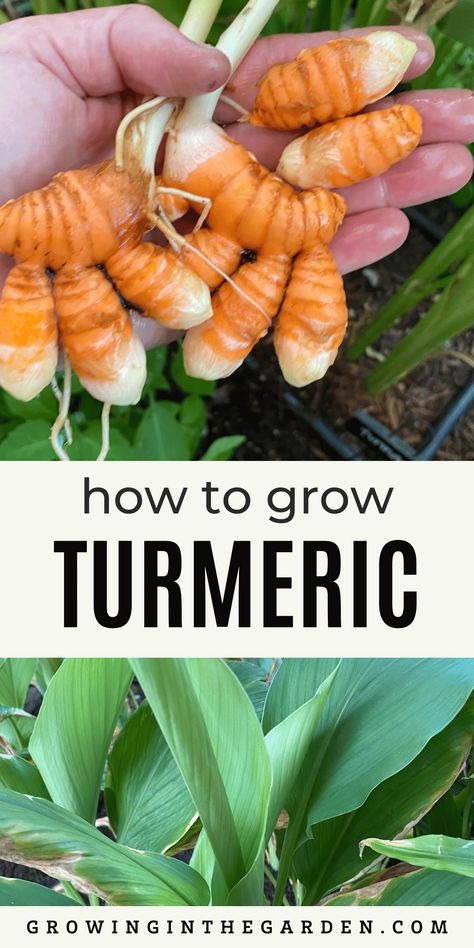 How to Grow Turmeric Growing Tumeric Outdoors, Growing Tumeric Indoors, How To Grow Turmeric, Grow Tumeric, Growing Turmeric, Grow Turmeric, Raised Garden Beds Diy Vegetables, Growing Ginger, Medicinal Herbs Garden