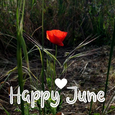 Happy First Day of June!💛🌸💛 "The Purpose of our Lives is to Be Happy" Dalai Lama 🌸💛🌸💛 I wish that this month brings you the best opportunities for joy and peace and that you may be able to focus on those happy moments that make life worth living.💛🌸💛 But remember to always listen to your body and take care of your well being too!🌸💛🌸 It is the best way we can go through this storm, by remembering the Shining Sun behind those clouds. May you always Keep Shining!🌞 Happy First Day Of June, Happy June, Life Worth Living, Keep Shining, Joy And Peace, Peace And Happiness, Under My Umbrella, Hope For The Future, Love Me Quotes