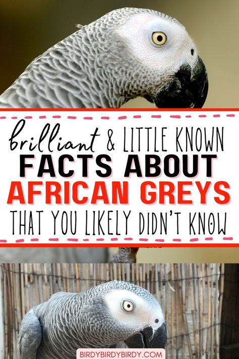 african grey parrots - what are they like? Cockatiel Care, Parrot Facts, Parrot Training, Grey Parrot, Parrot Cage, African Grey Parrot, African Grey, Parrot Bird, Nature Birds