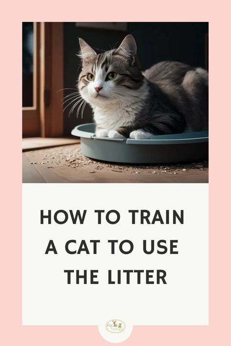 Discover expert tips on how to train your cat to use the litter box with ease. Enjoy a cleaner home and happier pet today! #CatTraining #LitterBoxTips First Time Cat Owner, Litter Tracking, Pets Supplies, Pet People, Cat Box, Old Cats, Boxing Training, Cat Training, Cat Behavior