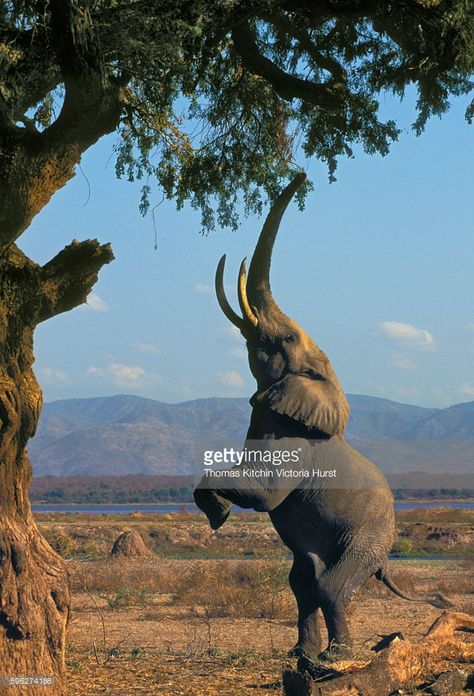 Animal Yoga, Wild Animals Photography, Elephant Pictures, Elephants Photos, Africa Wildlife, Dangerous Animals, African Elephant, An Elephant, African Animals