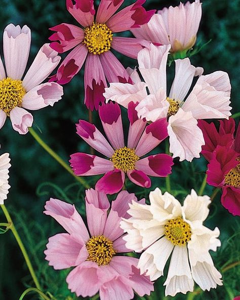 Seashells Mix Cosmos Seeds and Plants - Annual Flower Seeds - Burpee Annual Flower Garden, Cosmos Flowers, Gardening Landscape, Annual Flowers, My Secret Garden, Blooming Rose, Burpees, Flower Seeds, Summer Garden