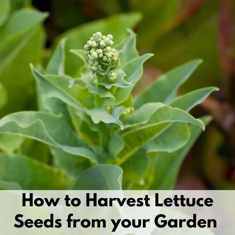 How To Harvest Lettuce Seeds, Harvesting Lettuce Seeds, How To Harvest Lettuce From Garden, Harvesting Lettuce, Garden Design Vegetable, Storing Lettuce, Harvest Lettuce, Bitter Lettuce, Buttercrunch Lettuce