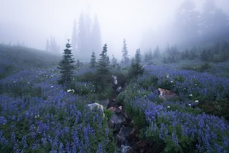 Secret Garden [Mount Rainier, WA] | by Majeed Badizadegan Garden Of Time Aesthetic, Misty Mountains Aesthetic, Foggy Garden, Taman Air, Dark Garden, Dark Naturalism, Foggy Day, Misty Mountains, Fotografi Digital