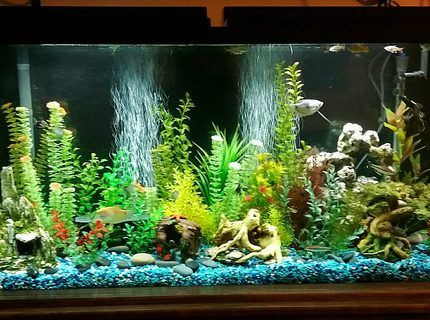 65 gallon freshwater tank with various community fish and fake plants 65 Gallon Fish Tank Ideas, Seafood Tank, 30 Gallon Fish Tank, Community Fish Tank, Betta Tanks, Freshwater Fish Tank, 75 Gallon Aquarium, Aquascaping Ideas, Fake Fish Tank